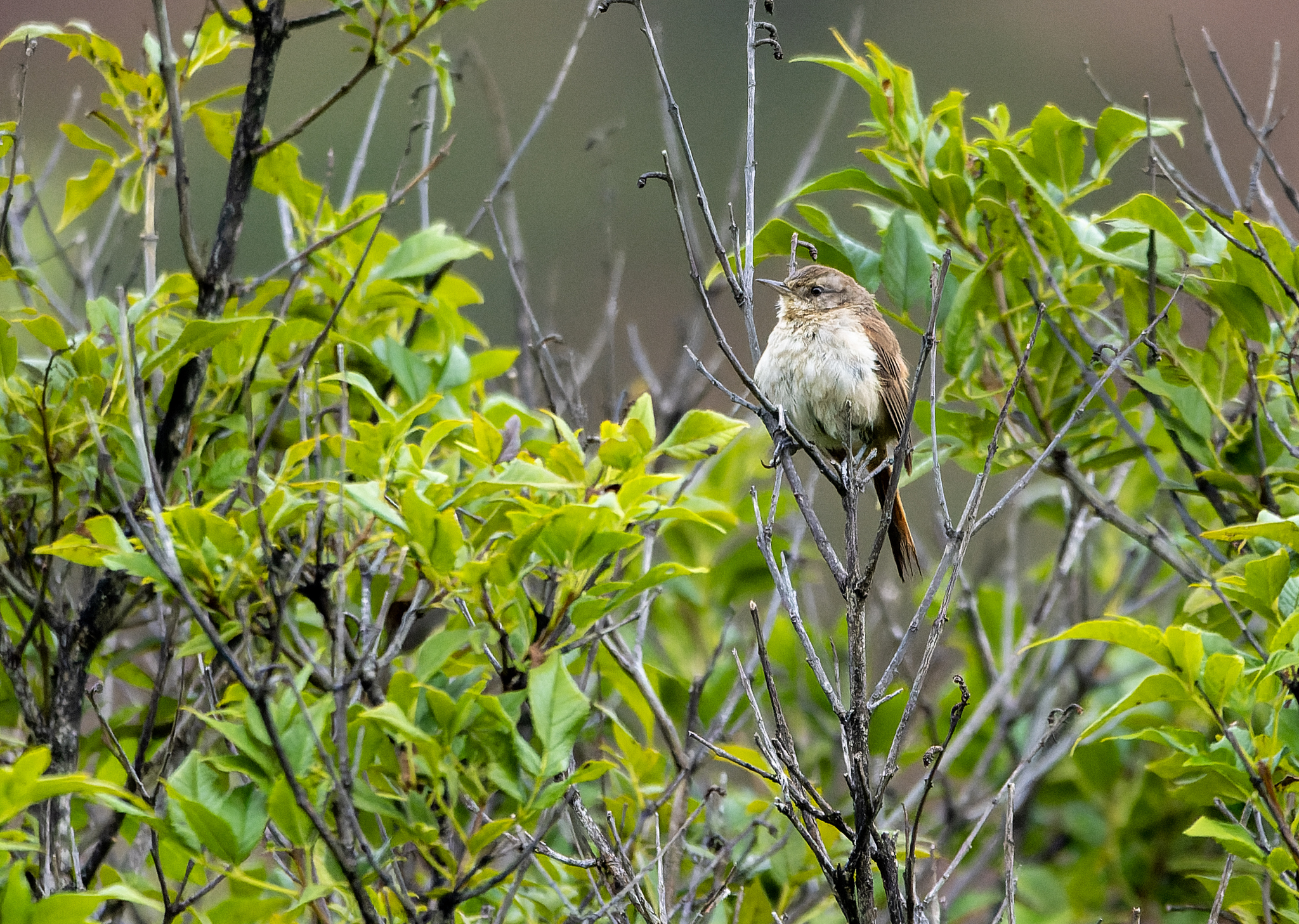 Pale-tailed Canastero (Asthenes huancavelicae), photo 2