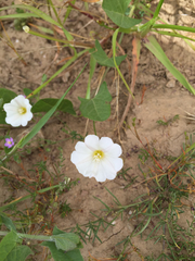 Calystegia subacaulis