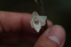 Dendrobium moniliforme