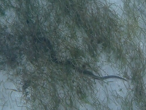 Caribbean Water Snake