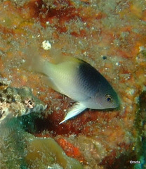 Chrysiptera rollandi