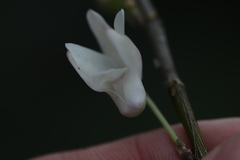 Dendrobium moniliforme