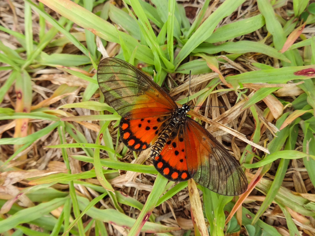 Hewitson’s Glassy Acraea