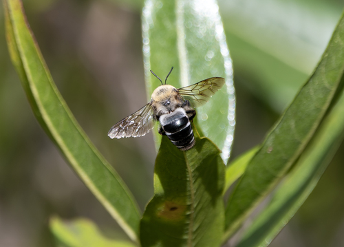 Caupolicana egregia