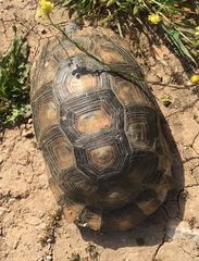 Testudo marginata