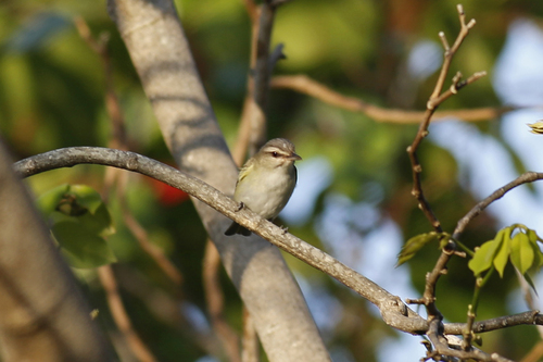 Vireo altiloquus