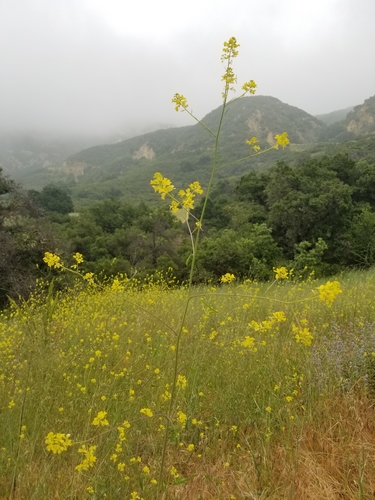 iNaturalist observation photo of Black Mustard