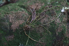 Dendrobium moniliforme