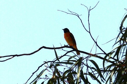 Turpial de Baltimore (Icterus galbula)