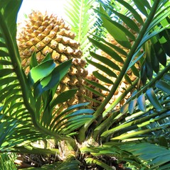 Encephalartos altensteinii