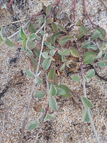 Image of Gomphrena perennis by (c) Roderick Cameron, some rights reserved (CC BY)