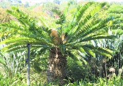 Encephalartos altensteinii