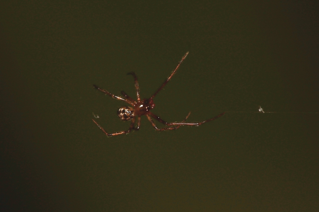 Spinembolia clabnum (Spinembolia clabnum)