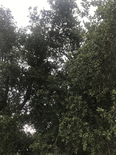 iNaturalist observation photo of coast live oak