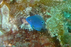 Pomacentrinae