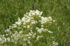 Peltaria angustifolia