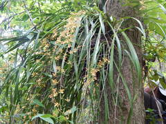 Oncidium sphacelatum