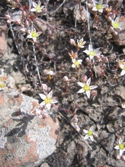 Dudleya blochmaniae blochmaniae