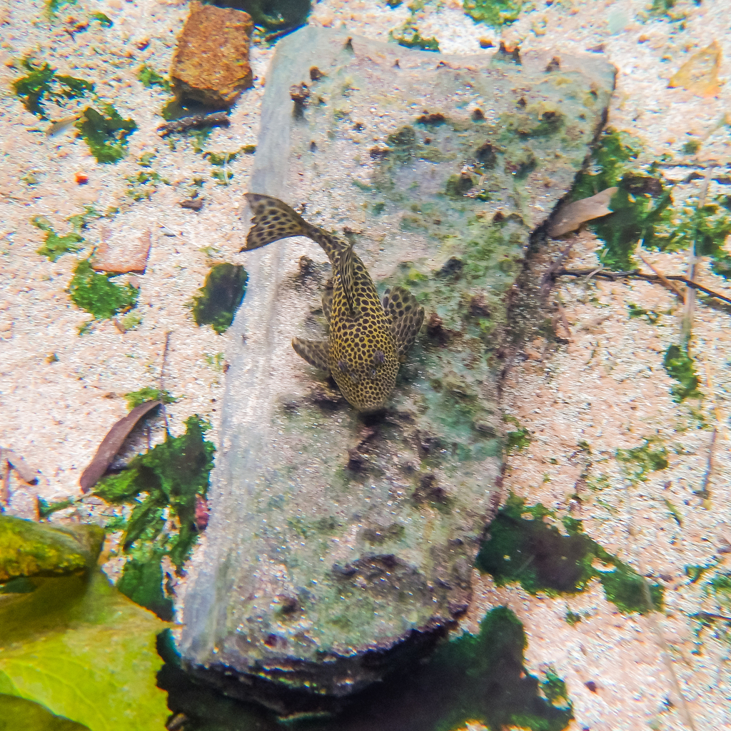 Hypostomus jaguar