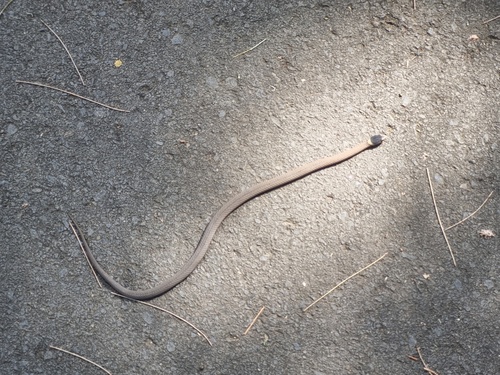 Mustard-bellied Snake sighting