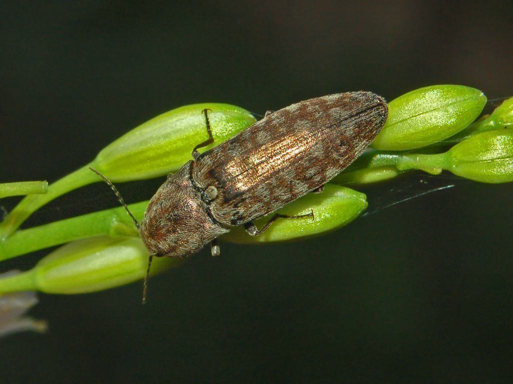 marsh click beetle