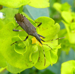 Dicranocephalus albipes