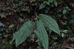 Smilax riparia