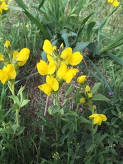Thermopsis divaricarpa