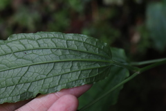 Smilax riparia