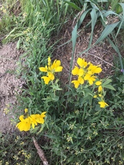 Thermopsis divaricarpa
