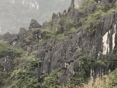 Trachypithecus delacouri