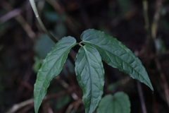 Arisaema grapsospadix