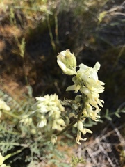 Astragalus reventiformis