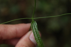 Smilax riparia