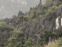 Trachypithecus delacouri