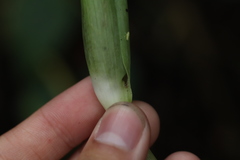 Arisaema grapsospadix
