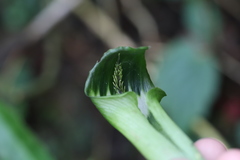 Arisaema grapsospadix