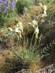 Astragalus reventiformis