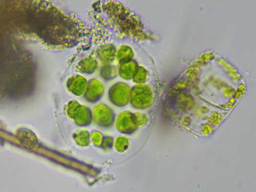 Eudorina unicocca