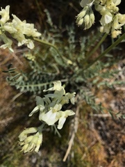 Astragalus reventiformis