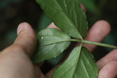 Arisaema grapsospadix