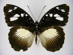 Aterica galene extensa