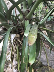 Aechmea setigera