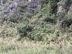 Trachypithecus delacouri