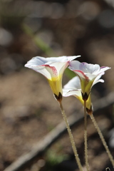 Oxalis monophylla monophylla
