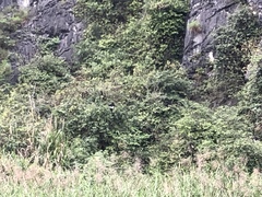 Trachypithecus delacouri