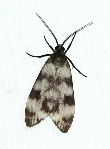 Eucereon sordidescens