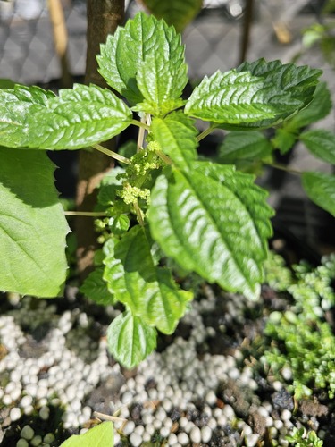 Pilea hyalina, 2024-03-28