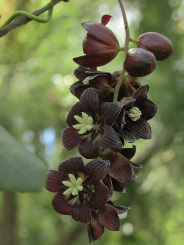 Image of Lardizabala biternata by (c) Bruno Avilez, some rights reserved (CC BY)
