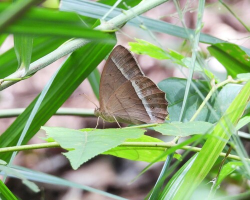 Taygetis tripunctata
